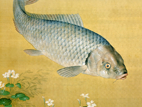 吃鯉魚增強記憶力是真的嗎