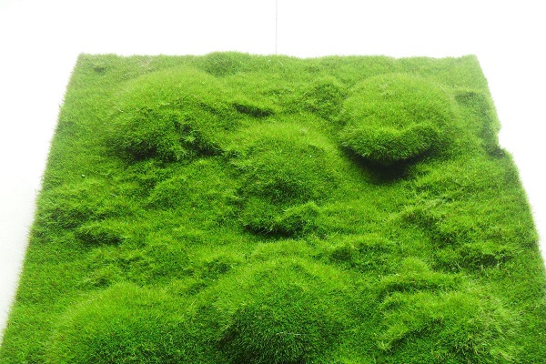 毛發苔蘚_毛發苔蘚的病因_毛發苔蘚的治療 毛發苔蘚的病因