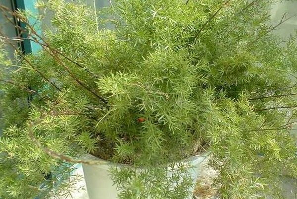 天門冬的功效與作用,天門冬