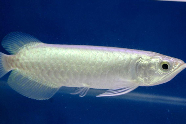 龍魚傢族大曝光  帶你領略生物的精彩