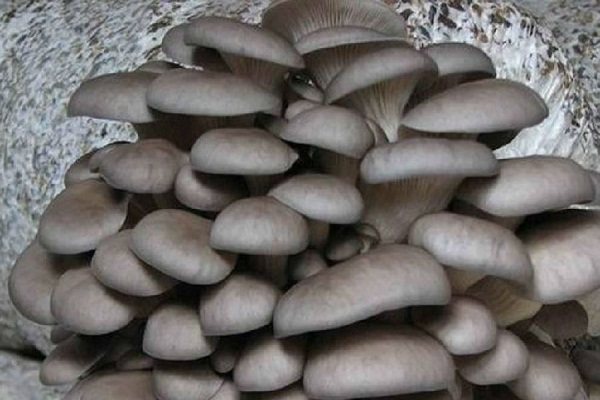鳳尾菇的做法 鳳尾菇圖片