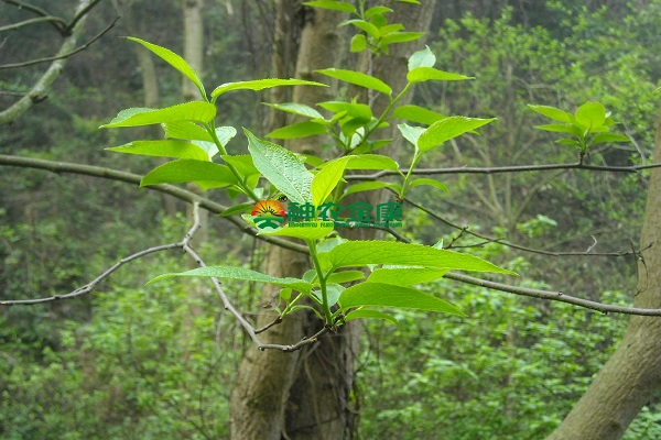 野杜仲 天麻杜仲膠囊 寶芝林杜仲降壓茶