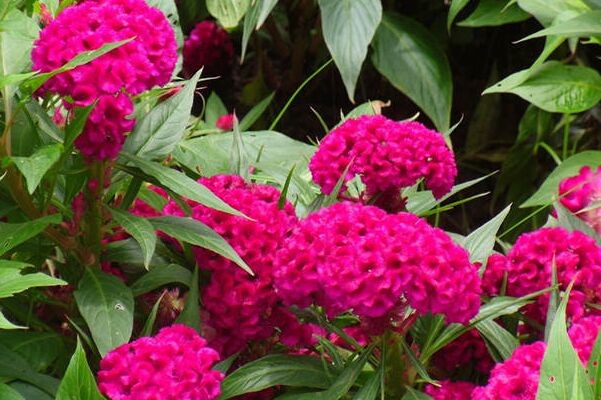 雞冠花的功效與作用,雞冠花圖片,白雞冠花,雞冠花