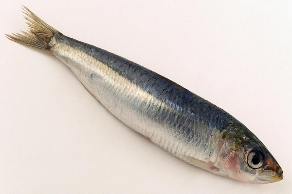 沙丁魚的做法及其營養價值