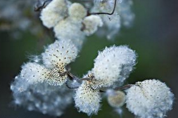 野棉花根簡介 野棉花根的功效和作用