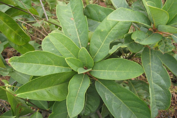 牛耳大黃_大黃茶_大黃藤 牛耳大黃 大黃茶 大黃藤