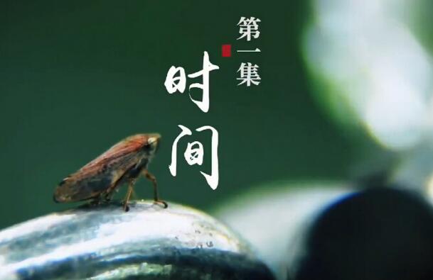 看《本草中國》說“本草”故事：紅曲蛻變的神奇1)