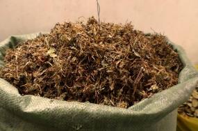 毛冬青的功效與作用及禁忌_毛冬青泡水喝的禁忌_毛冬青的功效與作用有哪些