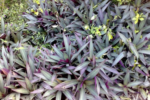 蚌花簡介 蚌花的功效與作用