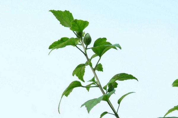 木槿葉簡介 木槿葉的功效