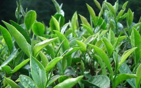 茶葉還有這麼多美容效果？
