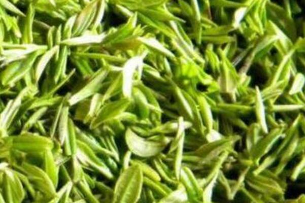 野三七,三七草,三七銀杏茶
