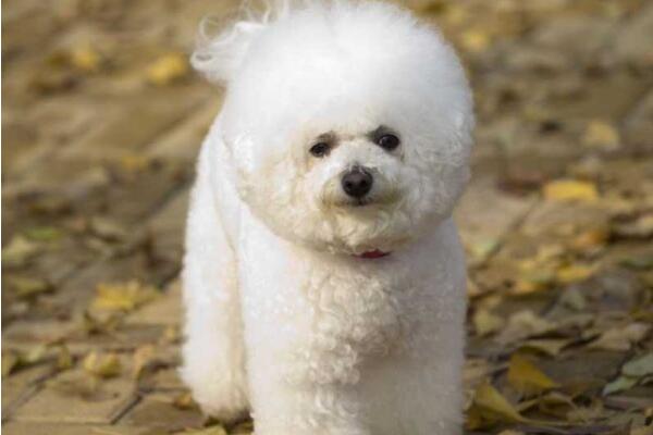 雪球蝦和雪球狗  雪球物種介紹	