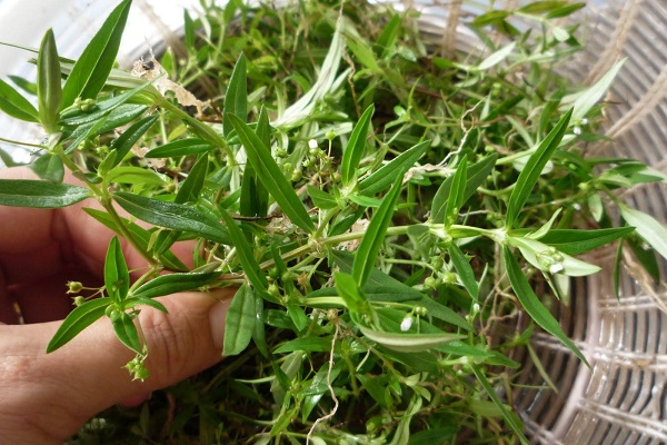 白花蛇舌草的功效與作用 三種服用方法教給你