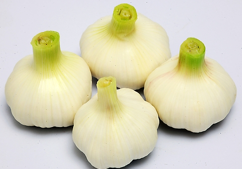 夏季滋補吃什麼好