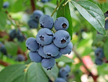 藍莓居然可以增強記憶力嗎