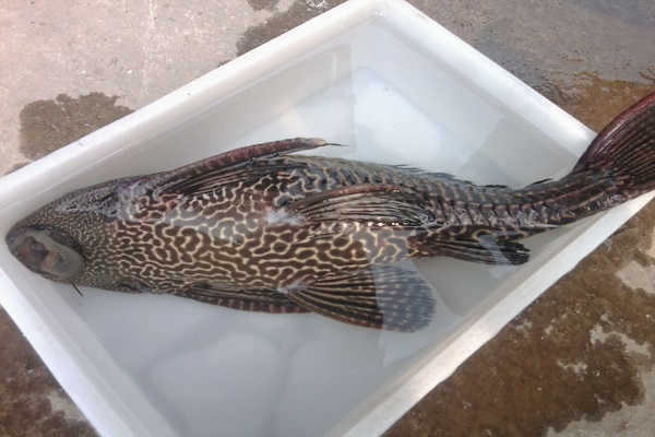 吸血魚_吸血魚是什麼_吸血魚的傳說 吸血魚的簡介