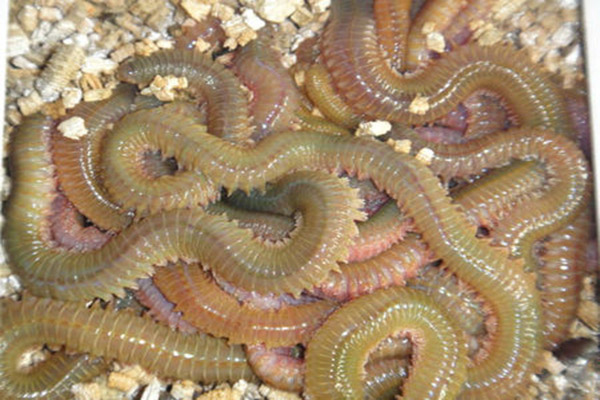 海蛆介紹 海蛆資料大全
