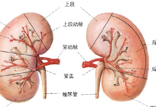 按摩如何幫助腎臟排毒