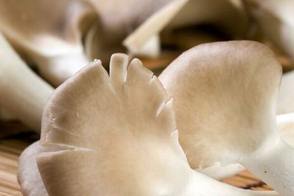 鳳尾菇的做法,鳳尾菇