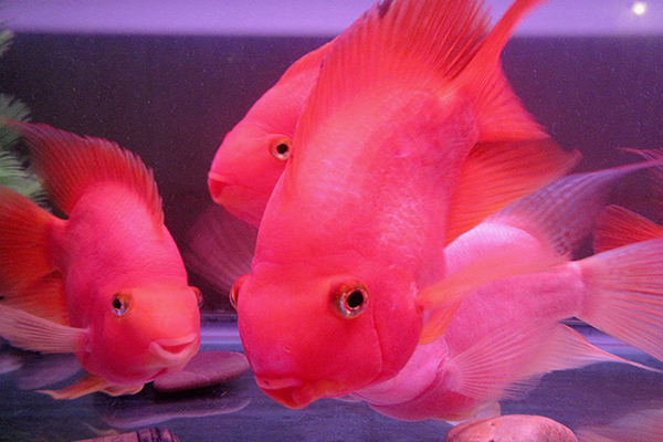 鸚鵡魚常見病以及防治辦法