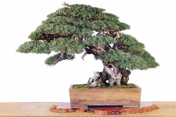海芙蓉_海芙蓉的功效_海芙蓉的禁忌 海芙蓉的功效 海芙蓉的禁忌