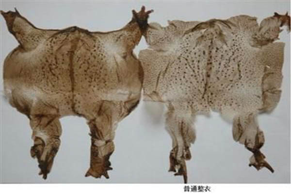 幹蟾是什麼？幹蟾的功效與作用