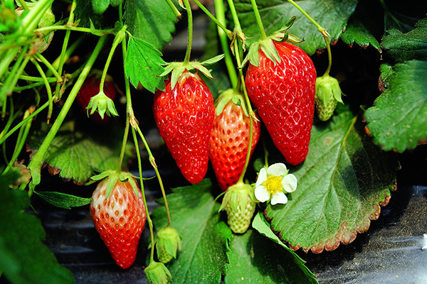 采摘草莓要應季  摘草莓的技巧分享