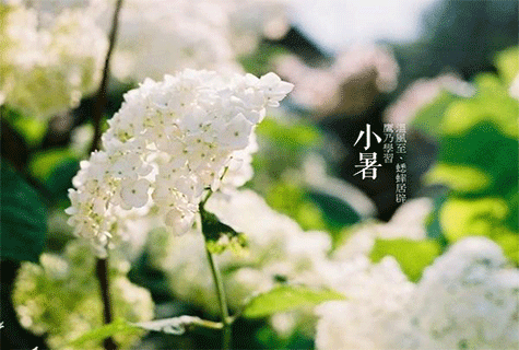 小暑養生的方法