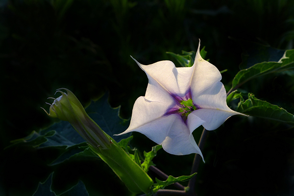 曼陀羅花有毒嗎_曼陀羅花有什麼功效_曼陀羅花圖片