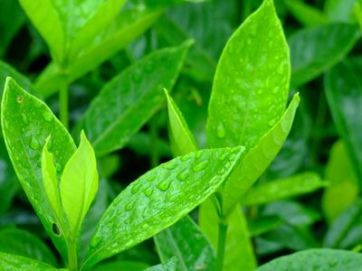 茶葉美白祛斑的方法