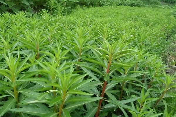 趕黃草的功效與作用