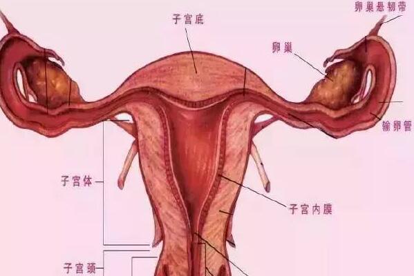 女性生殖生理_女性生殖器圖片_關愛女性瞭解女性健康 女性生殖生理,女性生殖,女性生殖器圖片,女性,生殖