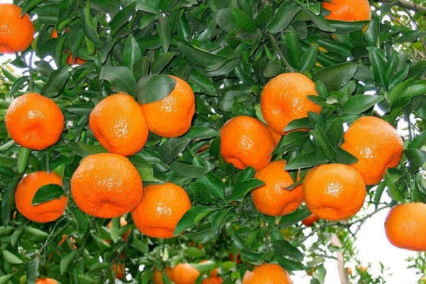 蘆柑和橘子的區別 吃蘆柑上火嗎