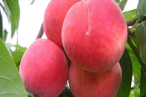 水蜜桃的功效與作用及營養價值