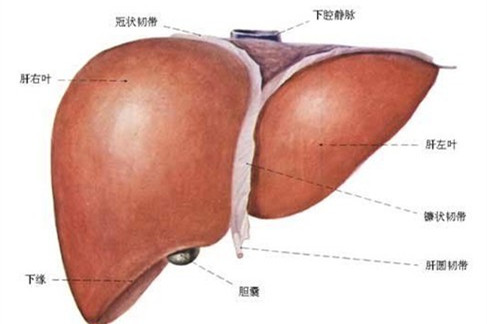 自身免疫性肝病抗體的癥狀