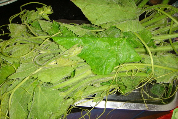 南瓜藤能治膽結石嗎