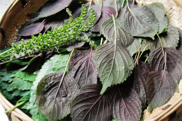 紫蘇葉的功效與作用 紫蘇葉的吃法