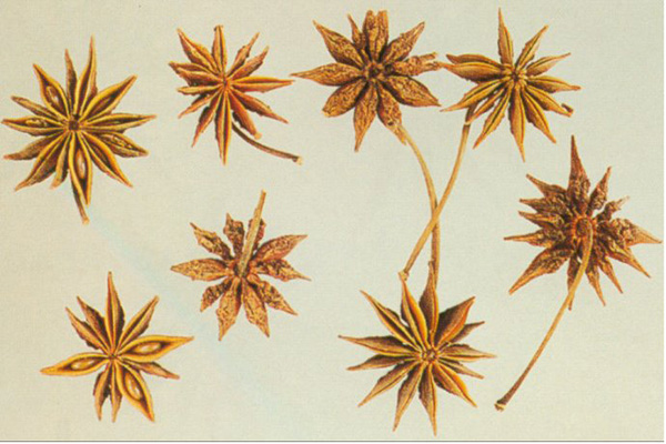 莽草是什麼？莽草的功效與作用
