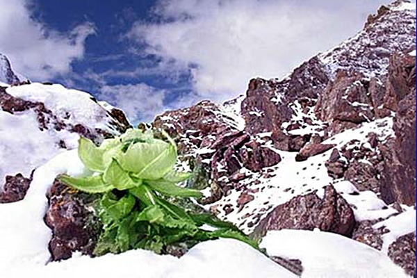 天山雪蓮果_天山雪蓮怎麼吃