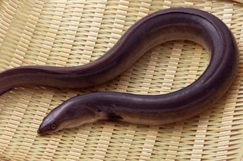 5款滋補強身的鰻魚食療方