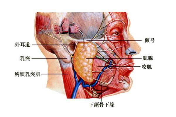 痄腮是什麼 痄腮的癥狀