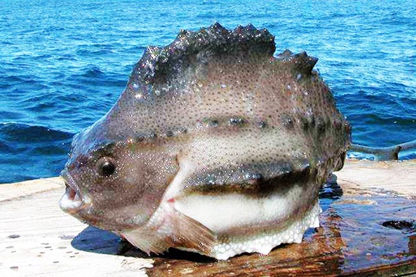 海參斑魚的做法