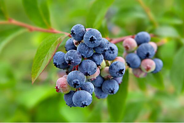 藍莓助你抗疲勞