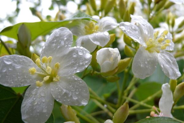 油桐花  油桐子的功效與作用
