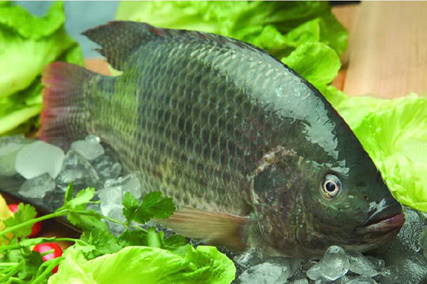 羅非魚的做法大全_怎麼做好吃_羅非魚的營養價值