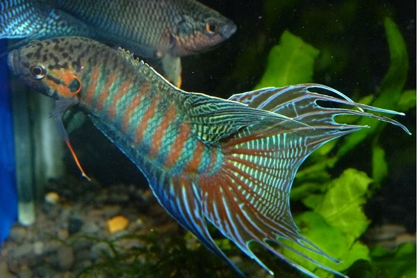 菩薩魚的資料