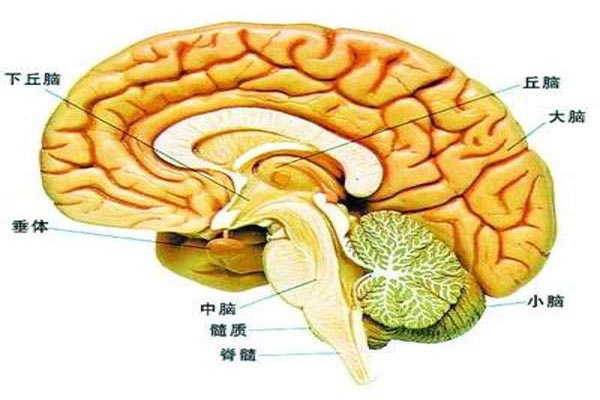 球麻痹是什麼 球麻痹的癥狀及治療