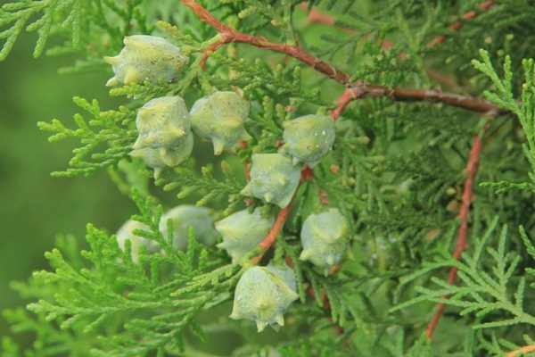 柏樹籽簡介 柏樹籽的作用與功效