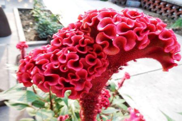 雞冠花的功效與作用_雞冠花圖片
